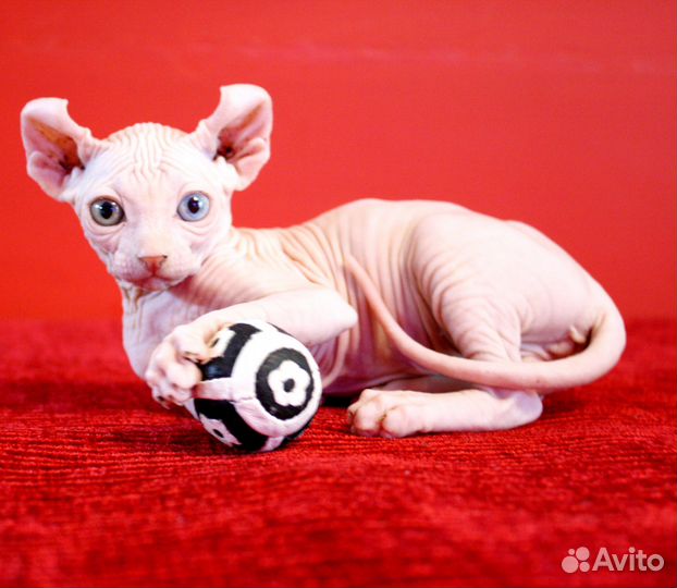 Сфинкс котенок девочки и мальчики