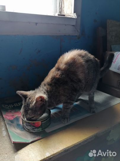 Ласковая кошка замерзает на улице