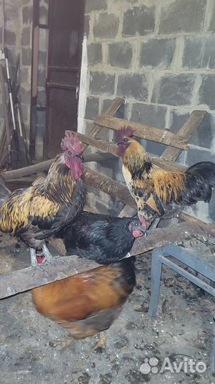 Молодые петухи