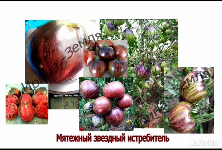 Семена томат помидор