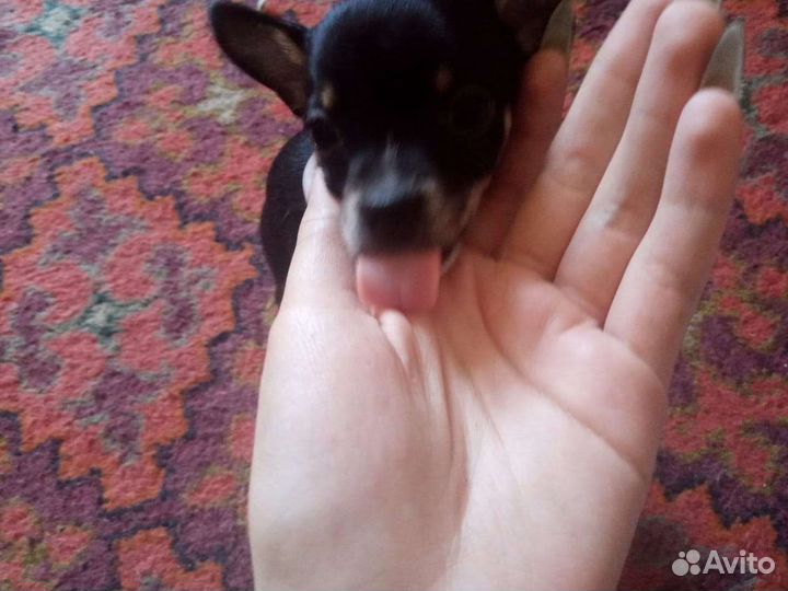 Той-терьер щенки