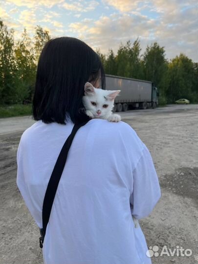 Бесплатный кот