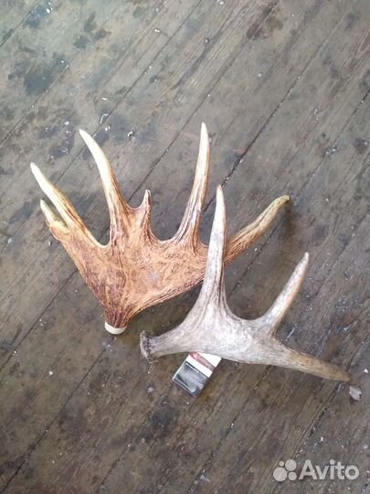 Пано, медальон для рогов