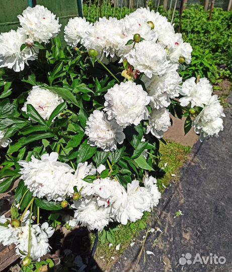 Пионы саженцы
