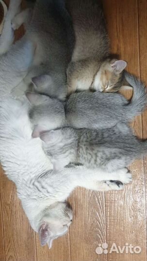 Британские котята