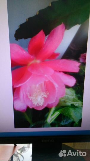 Кактус орхидея