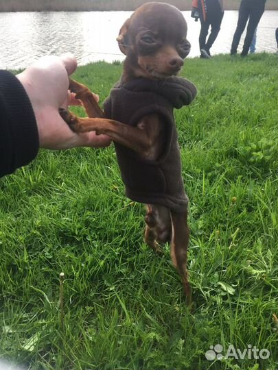 Вязка. Той терьер мини(1,1кг) Для миниатюрных дам