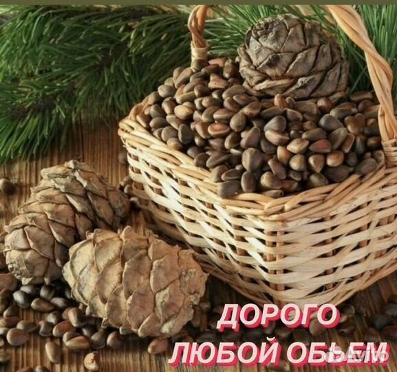 Орех кедровый