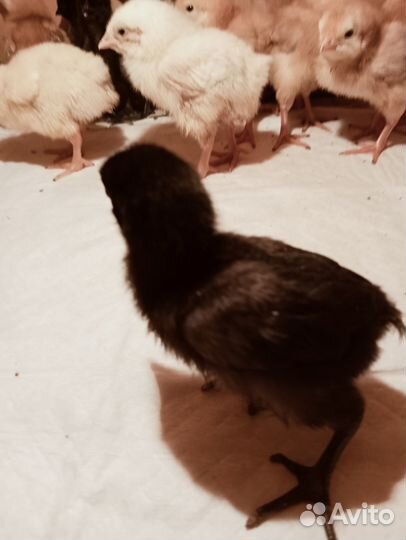 Цыплята Лакедандзи