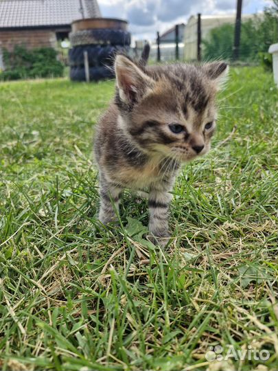 Котята в добрые руки 1 месяц