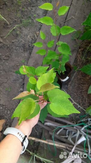 Абрикос местный, молодые саженцы с зкс