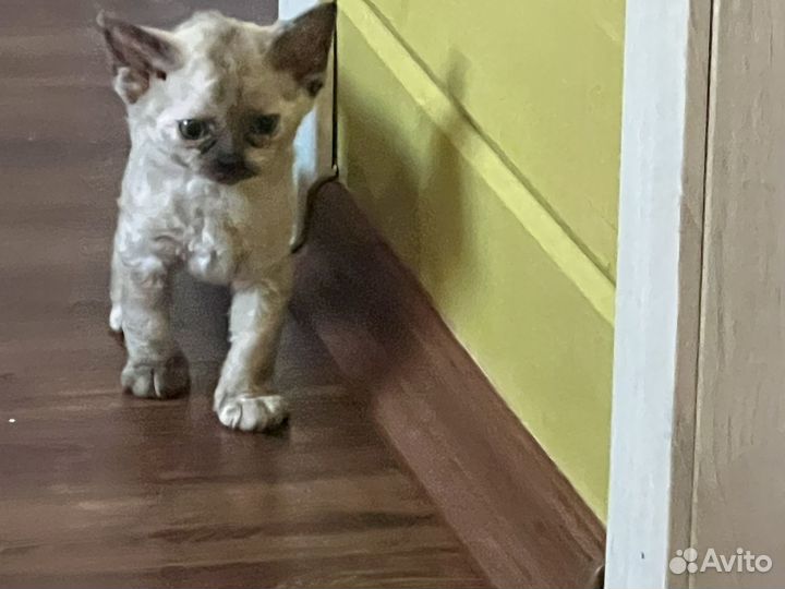 Котята девон-рекс