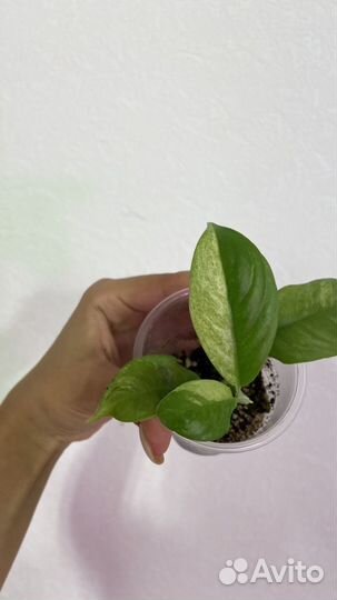 Рафидофора пуберула