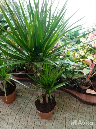 Драцена большая и маленькая