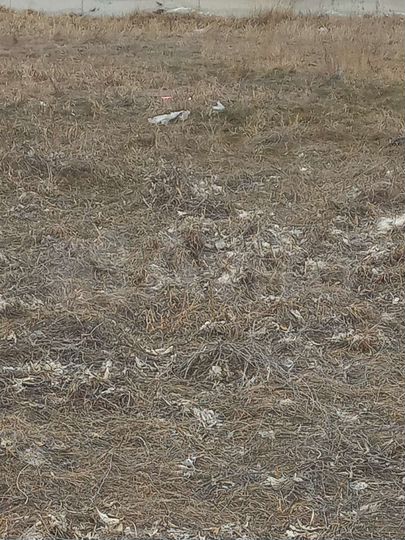 Участок 6 га (ИЖС)