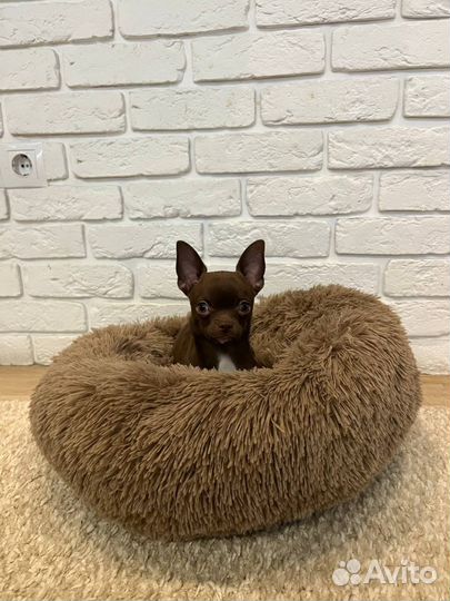 Уютная и стильная лежанка для собак и кошек