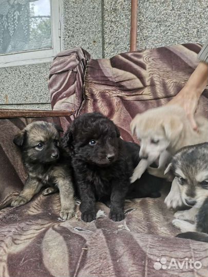 Собака в добрые руки щенок