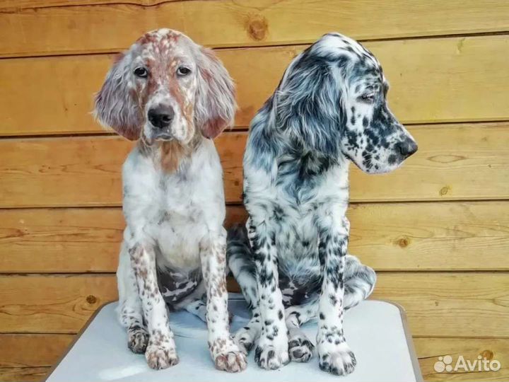 Аристо-щенки сеттера