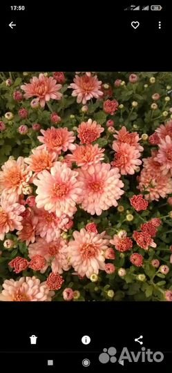 Хризантемы многолетние