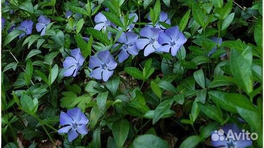 Флокс шиловидный