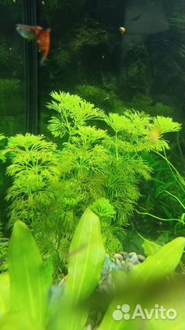 Аквариумное растение купить в Сочи | Животные и зоотовары | Авито