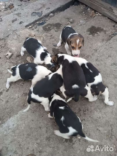 Собаки щенки