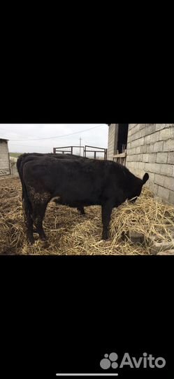 Тёлки Абердин Ангус