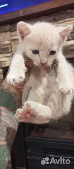 Канадский сфинкс котенок