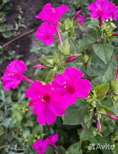 Мирабилис / Ночная красавица рассада/семена