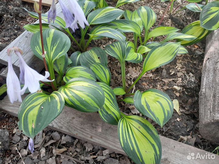 Хоста Рейндбоуз энд