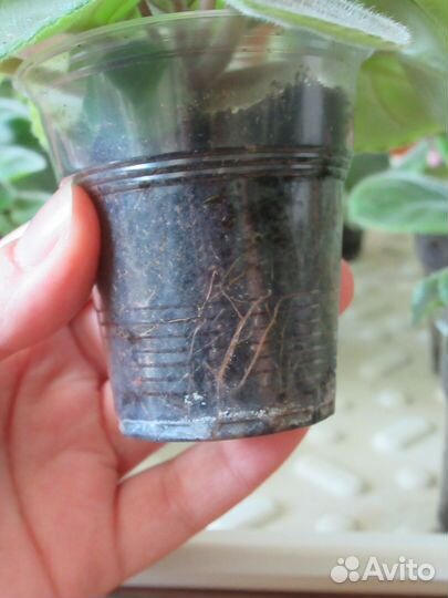 Молодые фиалочки