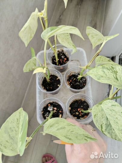 Сциндапсус неон и марбл квин