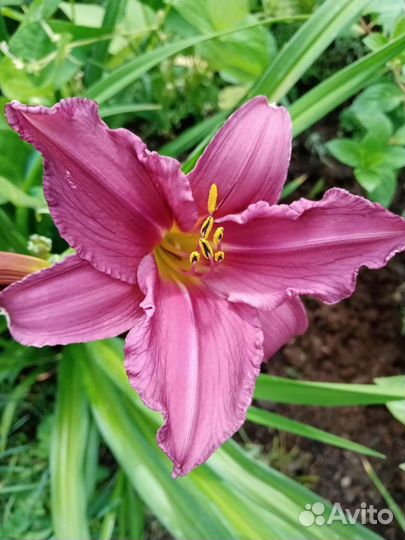 Лилейники сотовые