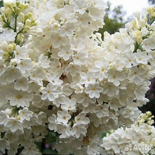 Сирень Примароуз (желтая) и другие сорта