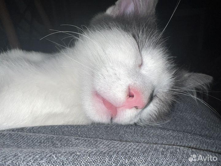 Котенок мальчик 3 месяца