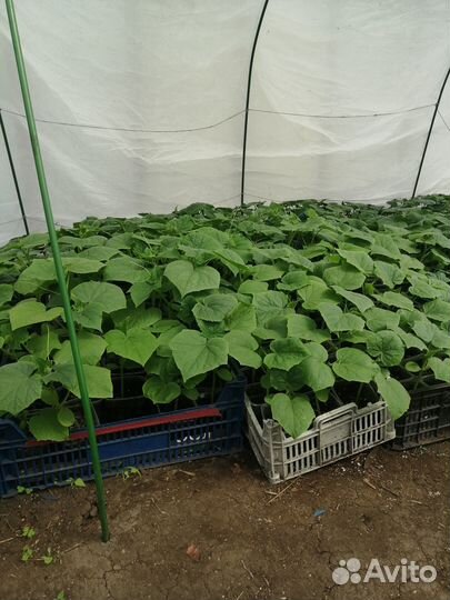 Рассада огурцов