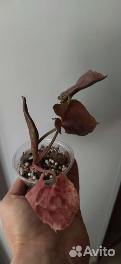 Сингониумы