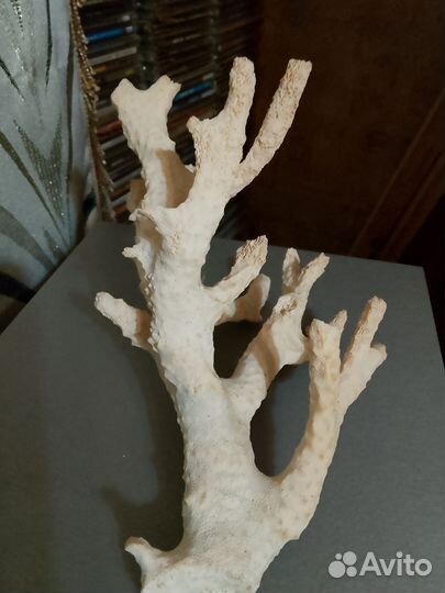 Коралл балянус