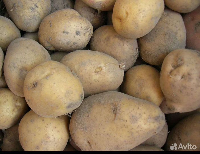 Продам картофель оптом