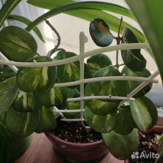 Хойя Обовата