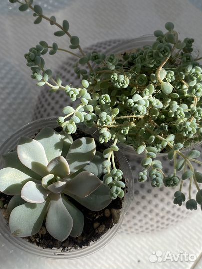 Суккуленты