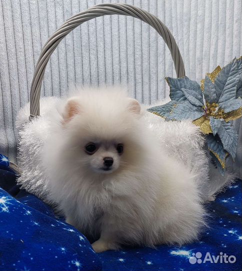 Шпиц мини мальчик беби фейс