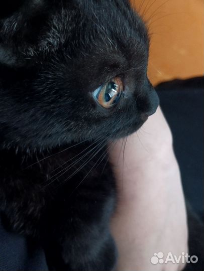 Веслолухая кошка 6 месяцев родилась 13 марта