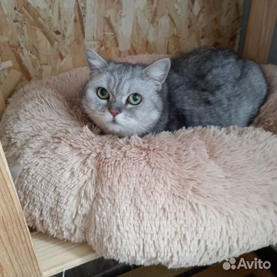 Кошечка Адель