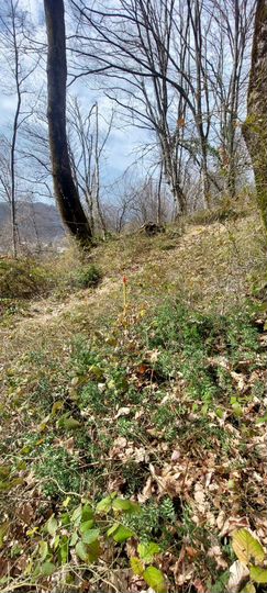 Участок 8 сот. (ИЖС)