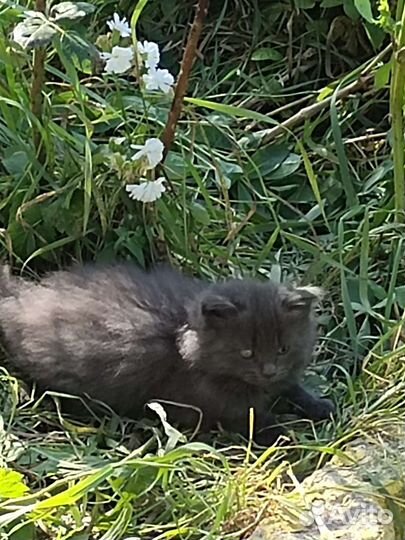 Котенок в добрые руки бесплатно