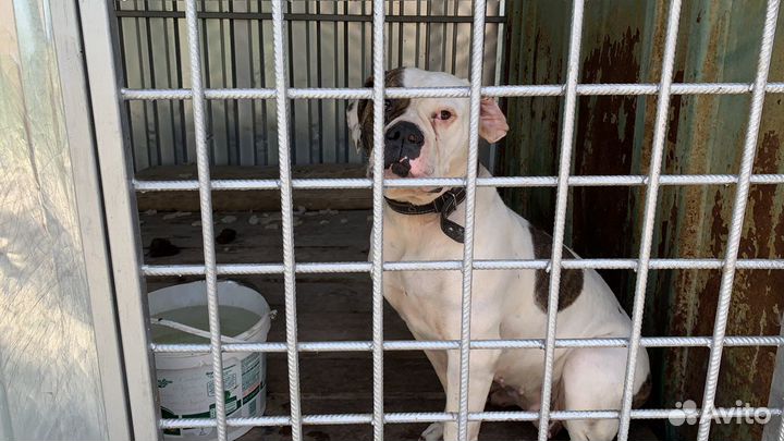 Зоогостиница