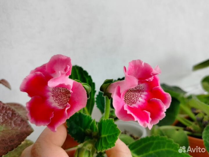 Глоксиния цветущая