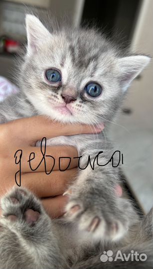 Шотландская