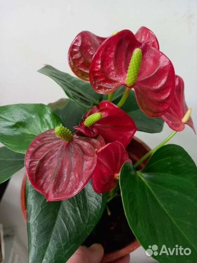 Цветы растения в офиса